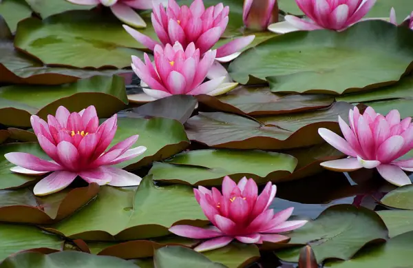 Water Lily