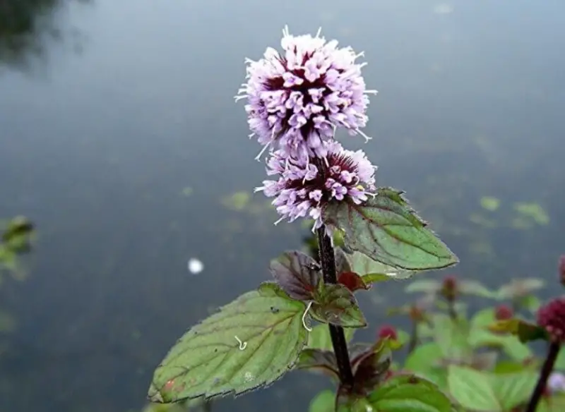 Pond Plants