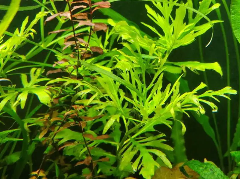 Aquatic Plants