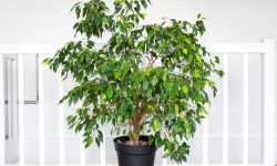 Weeping Fig (Ficus benjamina) Care and Growing Guide