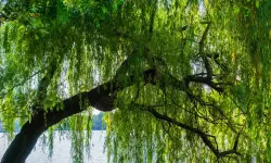 Weeping Willow Tree Care and Growing Guide (Most Detailed)