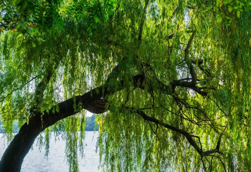 Weeping Willow Tree