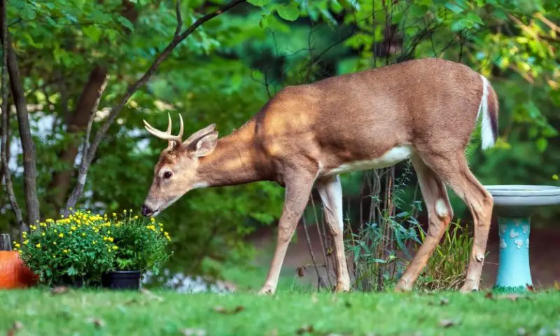 What Do Deer Eat