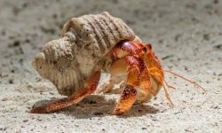 What Do Hermit Crabs Eat? Discover the Secrets of Their Diet