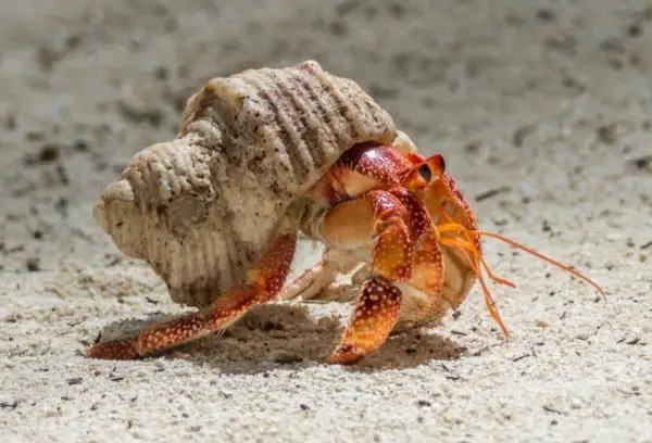 What Do Hermit Crabs Eat