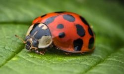 What Do Ladybugs Eat? Discover Their Surprising Diet