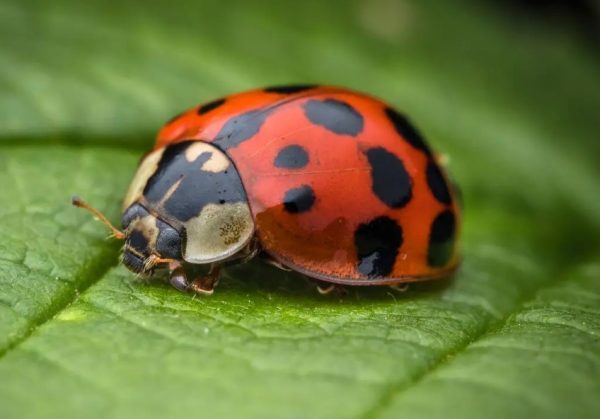 What Do Ladybugs Eat