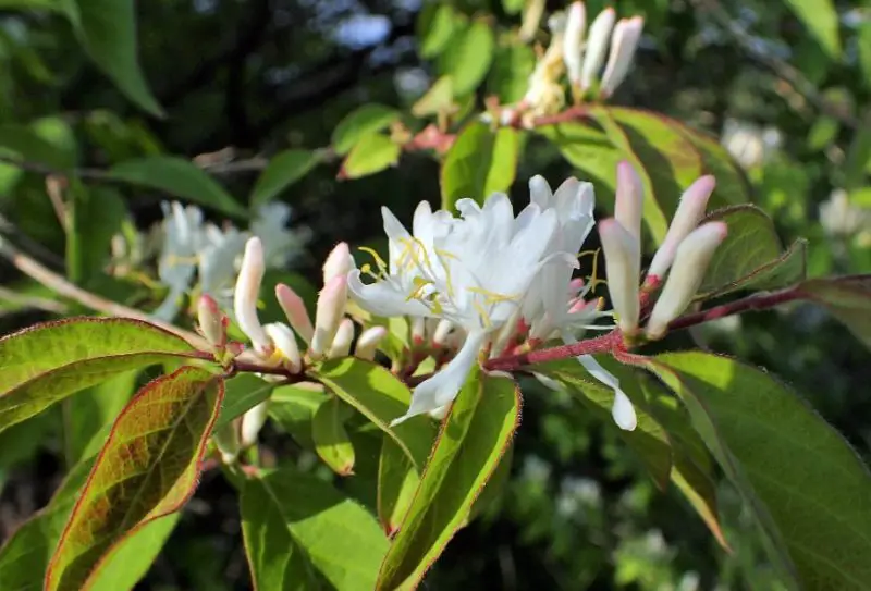 Flowers That Bloom in Winter