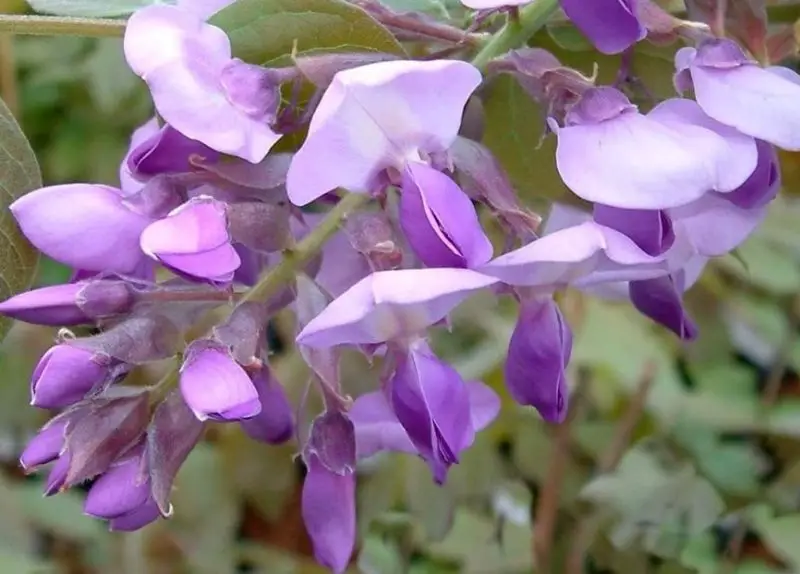 Wisteria Flowers