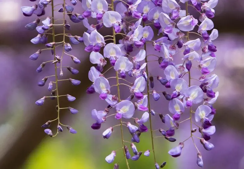 Wisteria Flowers