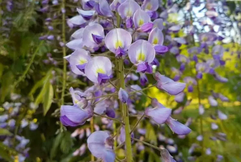 Wisteria Flowers