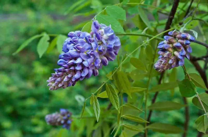 Wisteria Flowers