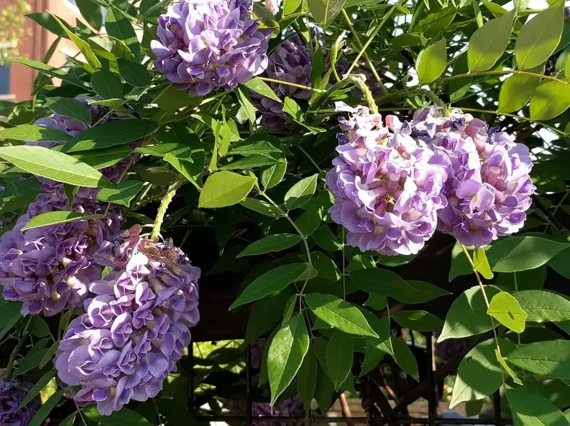 Wisteria Flowers