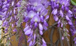 7 Types of Wisteria Flowers with Pictures and Care Guide