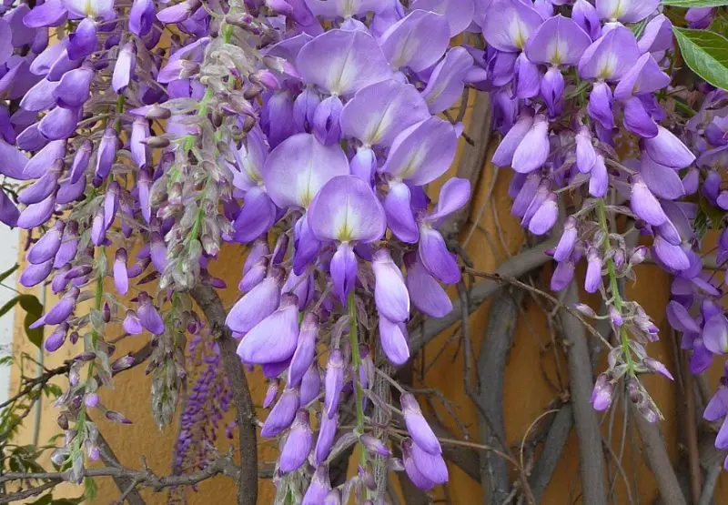 Wisteria Flowers