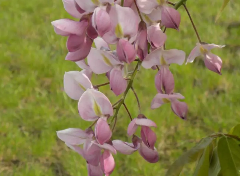 Wisteria Flowers