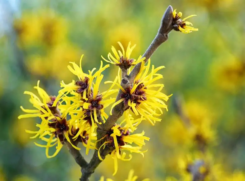 Flowers That Bloom in Winter