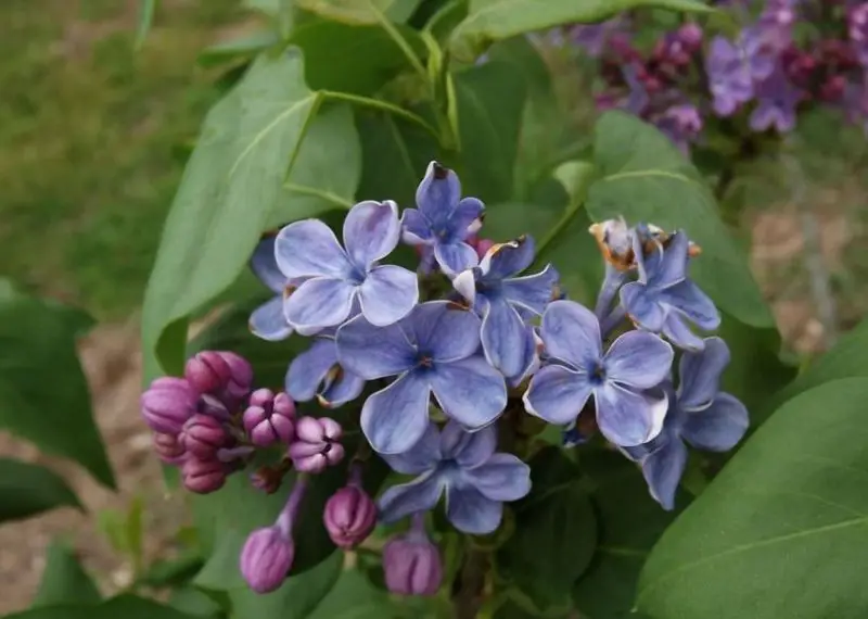 Lilac Flowers