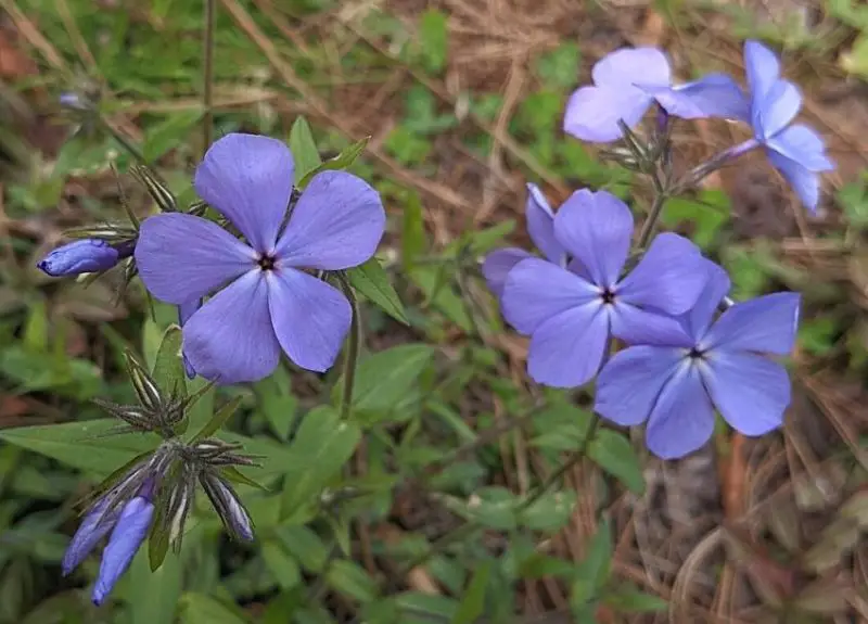 Phlox Flowers