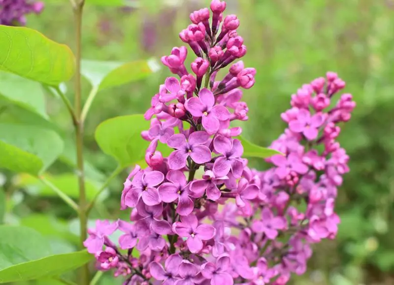 Lilac Flowers