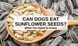 Can Dogs Eat Sunflower Seeds? The Truth Behind This Treat