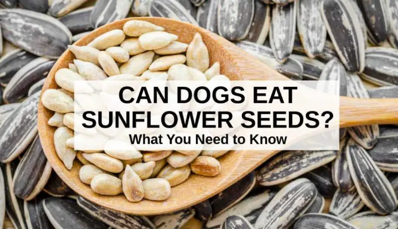 can dogs eat sunflower seeds