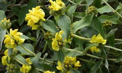 Jerusalem sage (Phlomis fruticosa) Care and Growing Guide