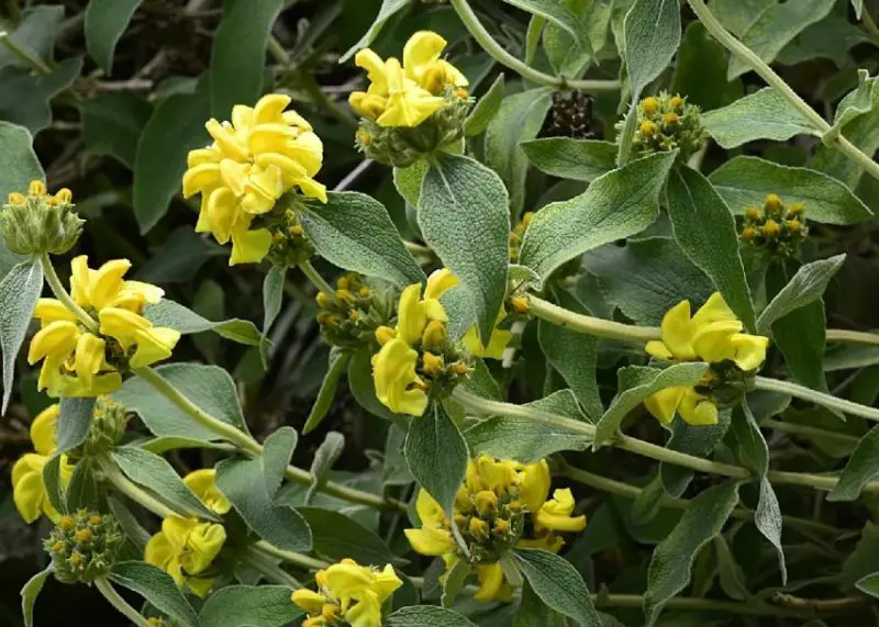 Jerusalem sage