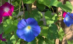 Morning Glory Care and Growing Guide (Most Detailed)