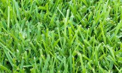 St. Augustine Grass Care and Growing Guide (Most Detailed)