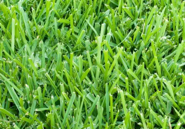 st. augustine grass