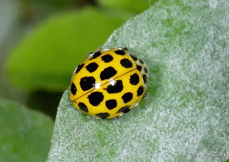 Yellow Ladybugs