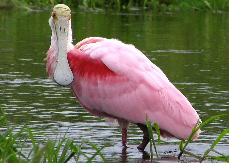 pink birds