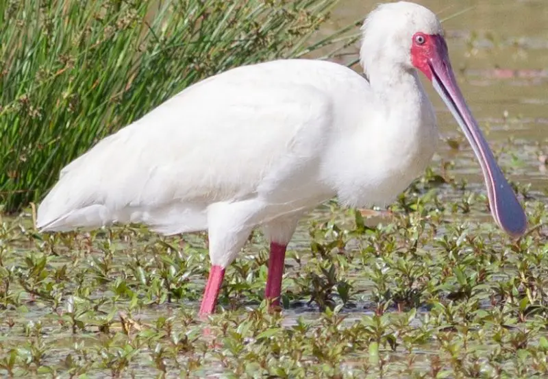 White Birds