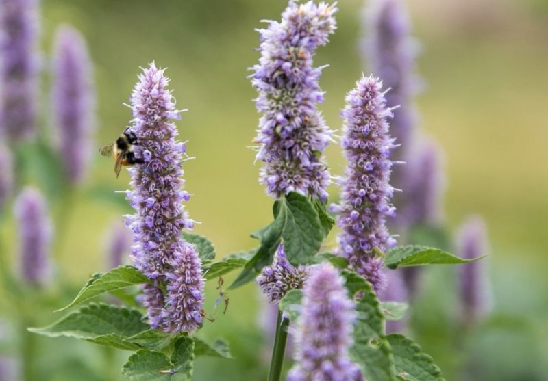 Flowers That Attract Hummingbirds