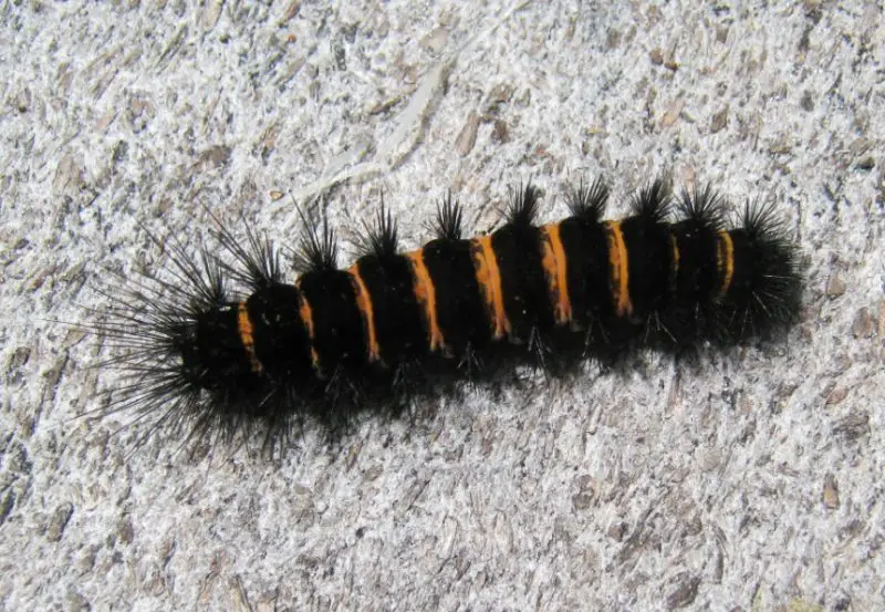 Yellow Caterpillars with Black Spikes