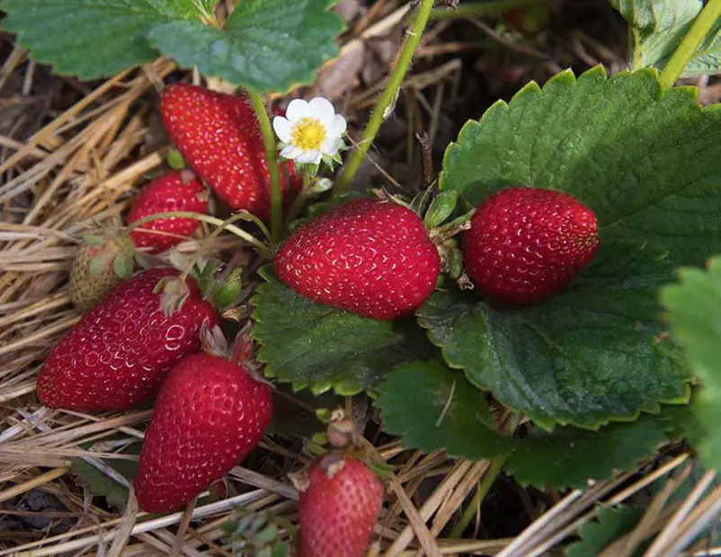 Types of Strawberries