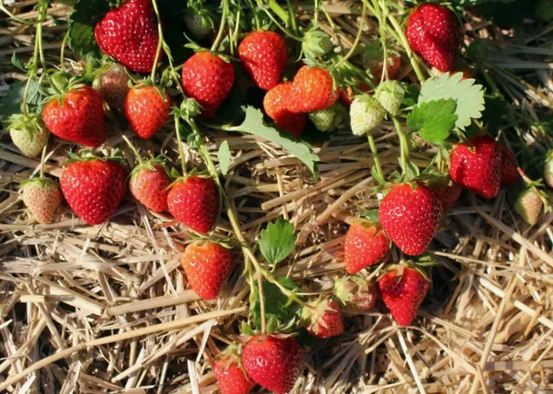 Types of Strawberries