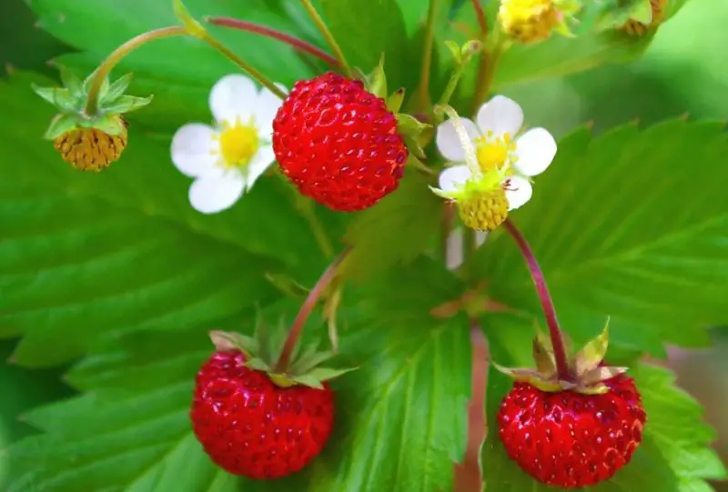 Types of Strawberries