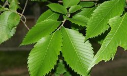 American Elm (Ulmus americana) Care and Growing Guide