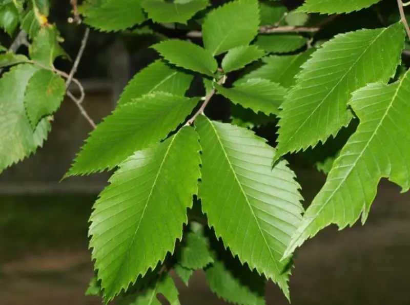 American Elm