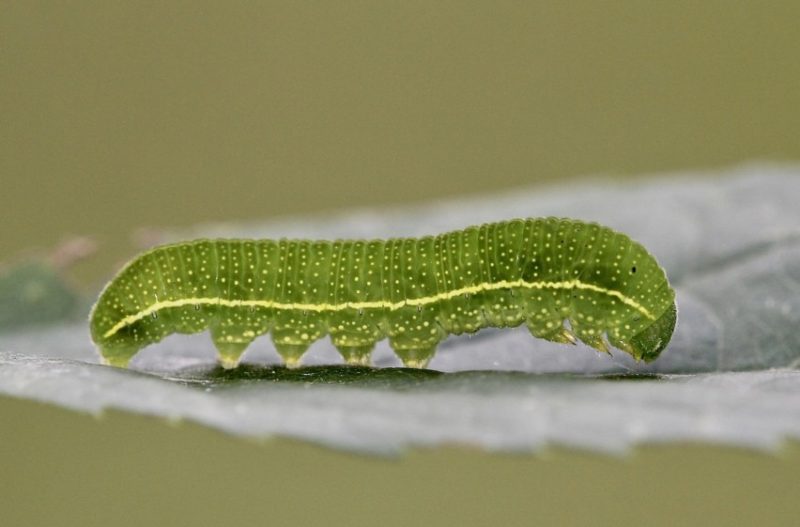 Yellow Caterpillars with Black Spikes