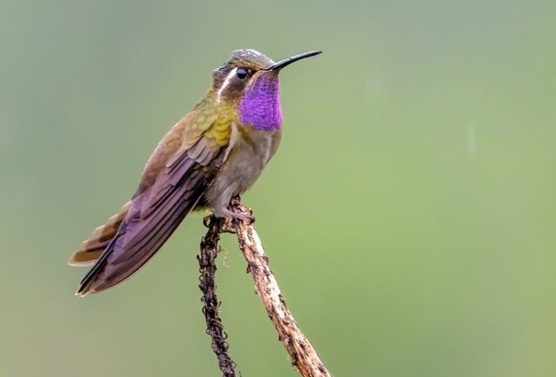 Types of Hummingbirds