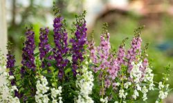 Angelonia Plant Care and Growing Guide (Most Detailed)