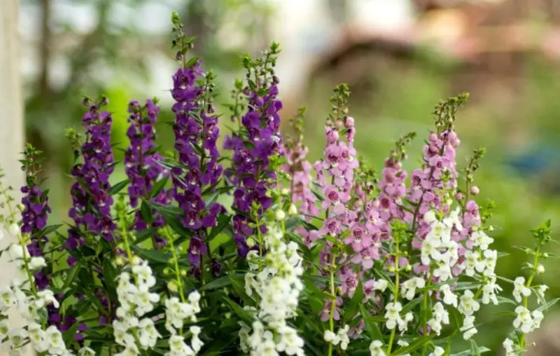 Angelonia Plant