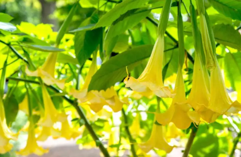 Flowers That Bloom at Night