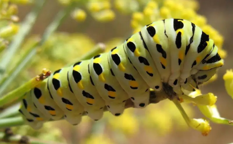 Yellow Caterpillars with Black Spikes