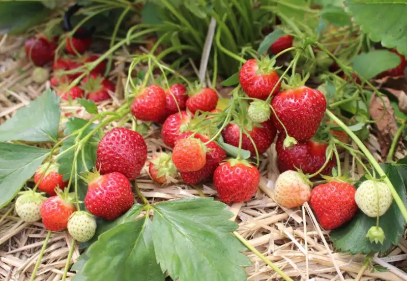 Types of Strawberries