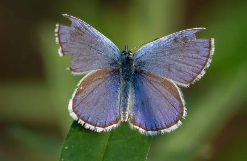 Black and Blue Butterfly