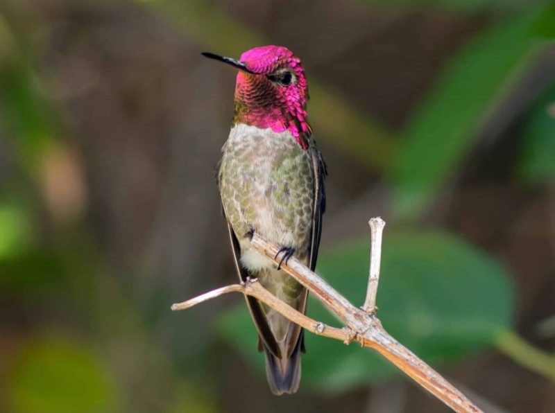 Types of Hummingbirds